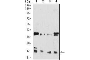 Western blot analysis using HIST2H3C(27Ac) mouse mAb against Hela (1), Lncap (2), Jurkat (3), and Jurkat (4) cell lysate. (Histone Cluster 2, H3c (HIST2H3C) (acLys27) Antikörper)