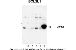 Sample Type: 1. (BCL2L1 Antikörper  (N-Term))