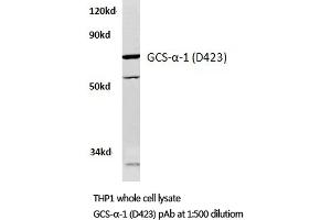 Western blot analysis of GCS-alpha-1 antibody in extracts from THP1 cells. (GUCY1A1 Antikörper)
