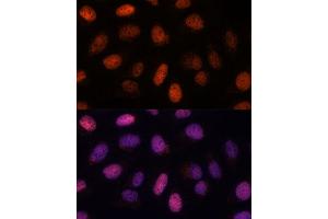 Immunofluorescence analysis of U-2 OS cells using RPP38 antibody (ABIN7269983) at dilution of 1:100. (RPP38 Antikörper  (AA 20-110))