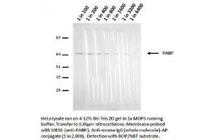 Image no. 2 for anti-Poly(A) Binding Protein, Cytoplasmic 1 (PABPC1) antibody (ABIN108539) (PABP Antikörper)
