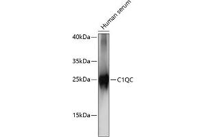Western blot analysis of extracts of human serum, using C1QC antibody (ABIN7266475) at 1:1000 dilution. (C1QC Antikörper  (AA 50-150))