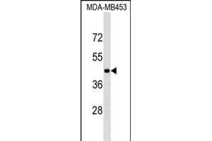 GRSF1 Antibody (Center) (ABIN1538284 and ABIN2849249) western blot analysis in MDA-M cell line lysates (35 μg/lane).