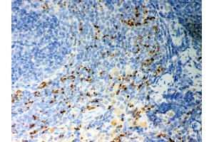 Anti- CD36 Picoband antibody, IHC(P) IHC(P): Rat Spleen Tissue