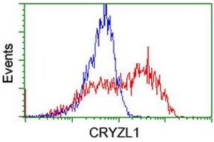Image no. 1 for anti-Crystallin, Zeta, Homolog antibody (ABIN1497656) (CRYZL1 Antikörper)