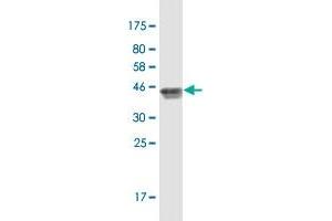 Western Blot detection against Immunogen (42. (RPL21P44 Antikörper  (AA 1-136))
