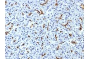 IHC testing of FFPE human pancreas with CFTR antibody (clone CFTR/1643). (CFTR / Cystic Fibrosis Transmembrane Regulator (AA 258-385) Antikörper)