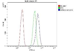 anti-FERM Domain Containing 6 (FRMD6) (AA 1-95) antibody