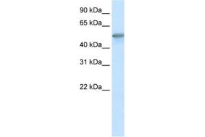 Western Blotting (WB) image for anti-Forkhead Box O3 (FOXO3) antibody (ABIN2461632) (FOXO3 Antikörper)