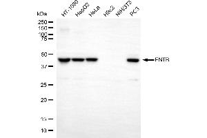Western blotting analysis using FNTB antibody (ABIN7798573). (Rekombinanter FNTB Antikörper)