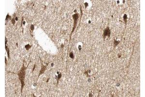 ABIN6268752 at 1/100 staining human brain tissue sections by IHC-P.