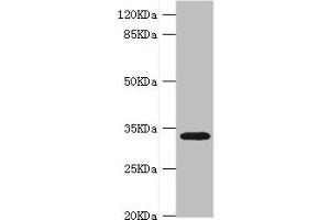 Western blot All lanes: HMGCL antibody at 0. (HMGCL Antikörper  (AA 1-325))