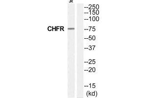 Western Blotting (WB) image for anti-Checkpoint with Forkhead and Ring Finger Domains (CHFR) (Internal Region) antibody (ABIN1852612) (CHFR Antikörper  (Internal Region))