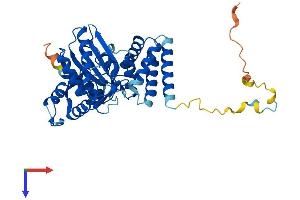 FAM46C Protein (AA 1-391) (His tag)