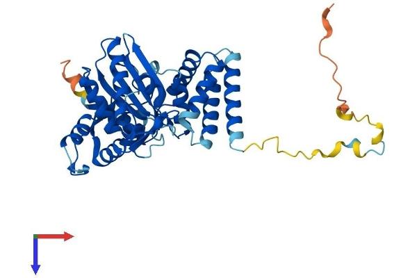 FAM46C Protein (AA 1-391) (His tag)