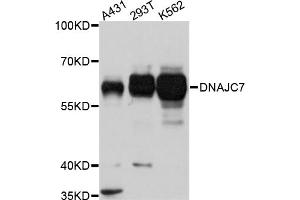 Western blot analysis of extracts of various cell lines, using DNAJC7 antibody (ABIN5975361) at 1/1000 dilution. (DNAJC7 Antikörper)