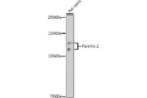 Western blot analysis of extracts of Rat testis, using Pumilio 2 antibody (ABIN7269747) at 1:1000 dilution. (PUM2 Antikörper)