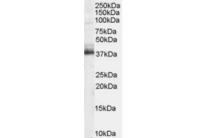 ABIN184983 staining (1 ug/ml) of Human Brain lysate (RIPA buffer, 35 ug total protein per lane). (TRIM5 Antikörper  (N-Term))