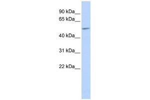GJA9 antibody used at 1 ug/ml to detect target protein. (GJA9 Antikörper  (Middle Region))