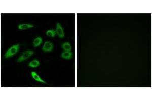 Immunofluorescence (IF) image for anti-Taste Receptor, Type 2, Member 3 (TAS2R3) (AA 140-189) antibody (ABIN1536007)