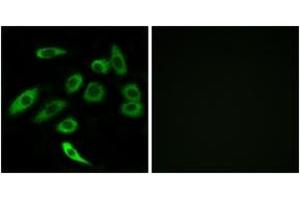 Immunofluorescence analysis of A549 cells, using TAS2R3 Antibody.