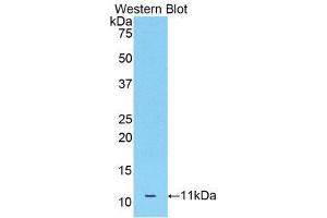 Western Blotting (WB) image for anti-Apolipoprotein C-III (APOC3) (AA 21-101) antibody (ABIN1175180) (APOC3 Antikörper  (AA 21-101))
