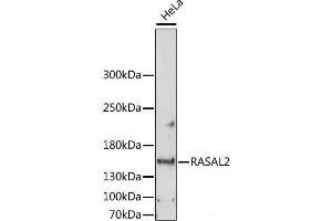 Western blot analysis of extracts of HeLa cells using RASAL2 Polyclonal Antibody at dilution of 1:1000. (RASAL2 Antikörper)