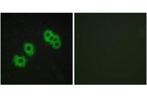 Immunofluorescence (IF) image for anti-Purinergic Receptor P2Y, G-Protein Coupled, 14 (P2RY14) (AA 146-195) antibody (ABIN2890787) (P2RY14 Antikörper  (AA 146-195))