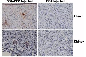 Immunohistochemistry of mouse liver and kidney using 0. (PEG Antikörper  (methoxylated) (Biotin))