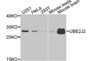 Western blot analysis of extracts of various cells, using UBE2J2 antibody. (UBE2J2 Antikörper)