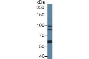 Western blot analysis of Human 293T cell lysate, using Mouse BCOR Antibody (1 µg/ml) and HRP-conjugated Goat Anti-Rabbit antibody (