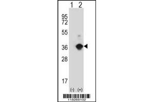 Western blot analysis of ANGPTL7 using rabbit polyclonal ANGPTL7 Antibody using 293 cell lysates (2 ug/lane) either nontransfected (Lane 1) or transiently transfected (Lane 2) with the ANGPTL7 gene. (ANGPTL7 Antikörper  (N-Term))