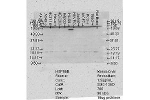 Western Blot analysis of Human Cell lysates showing detection of Hsp90 beta protein using Mouse Anti-Hsp90 beta Monoclonal Antibody, Clone K3701 . (HSP90AB1 Antikörper  (AA 185-335) (Atto 390))