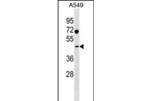 SURF6 Antibody (Center) (ABIN1537997 and ABIN2838125) western blot analysis in A549 cell line lysates (35 μg/lane). (SURF6 Antikörper  (AA 187-213))