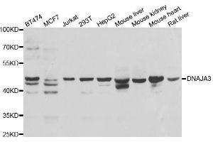 Western blot analysis of extracts of various cell lines, using DNAJA3 antibody. (DNAJA3 Antikörper  (AA 221-480))