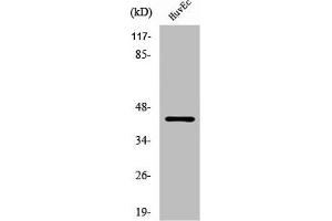 Western Blot analysis of HuvEc cells using RFPL4A Polyclonal Antibody (RFPL4A Antikörper  (Internal Region))