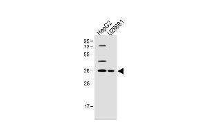 All lanes :FOLR4 Antibody (N-term) at 1:500 dilution Lane 1: HepG2 whole cell lysate Lane 2: U266B1 whole cell lysate Lysates/proteins at 20 μg per lane. (Folate Receptor 4 Antikörper  (N-Term))