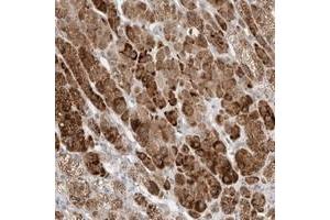 Immunohistochemical staining of human adrenal gland with BICD2 polyclonal antibody  shows strong cytoplasmic positivity in cortical cells. (BICD2 Antikörper)