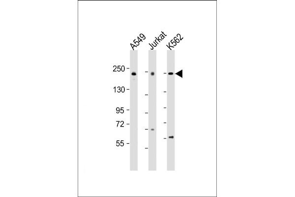 PSME4 antibody  (AA 503-535)