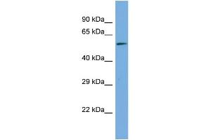 Host:  Rabbit  Target Name:  MAGED2  Sample Type:  Hela Whole Cell lysates  Antibody Dilution:  1. (MAGED2 Antikörper  (Middle Region))