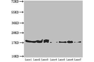 Western blot All lanes: ATP5H antibody at 5. (ATP5H Antikörper  (AA 1-161))