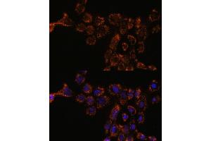 Immunofluorescence analysis of  cells using HSPL antibody (ABIN7267581) at dilution of 1:100. (HSPA4L Antikörper  (AA 500-600))