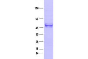 Validation with Western Blot (MINPP1 Protein (DYKDDDDK Tag))