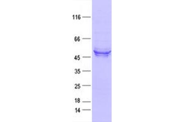 MINPP1 Protein (DYKDDDDK Tag)