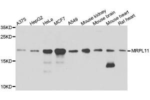 Western blot analysis of extracts of various cell lines, using MRPL11 antibody. (MRPL11 Antikörper  (AA 1-192))