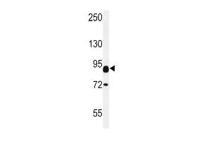 CNTN2 Antibody (Center) (ABIN652028 and ABIN2840505) western blot analysis in mouse heart tissue lysates (15 μg/lane). (CNTN2 Antikörper  (AA 293-321))