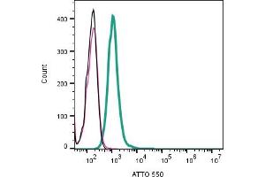 anti-Stromal Interaction Molecule 1 (STIM1) (AA 56-69), (Extracellular) antibody (Atto 550)