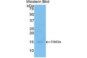 Western Blotting (WB) image for anti-Chemokine (C-C Motif) Ligand 2 (CCL2) (AA 1-99) antibody (ABIN1859786)