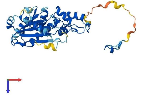 RNASEH2A Protein (AA 1-301) (His tag)