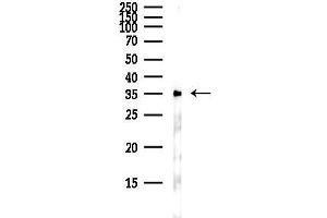 anti-Gap Junction Protein, alpha 4, 37kDa (GJA4) (N-Term) antibody